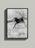 “Vida” — Serie Campo Argentino — Victoria de Souza