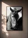 “Mirada Noble” — Serie Campo Argentino — Victoria de Souza