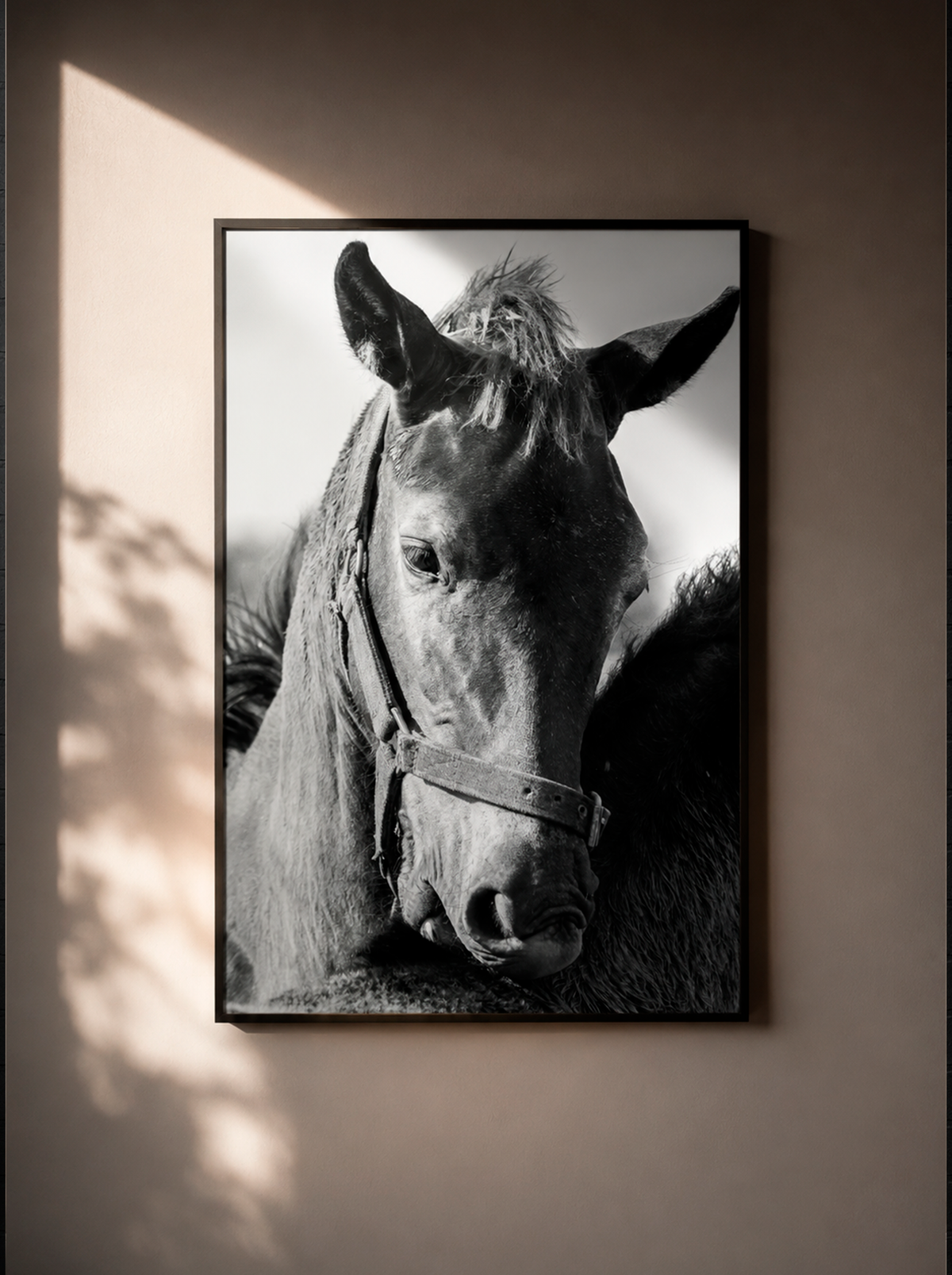 “Mirada Noble” — Serie Campo Argentino — Victoria de Souza