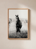 “Presencia” — Serie Campo Argentino — Victoria de Souza