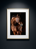 Chevalier Brun — Serie Chevaux — Kristin Viktorsson