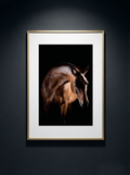 Cheval de Lumière — Serie Chevaux — Kristin Viktorsson