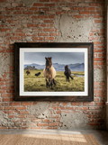 Caballos de Islandia  — Raimundas Puckus