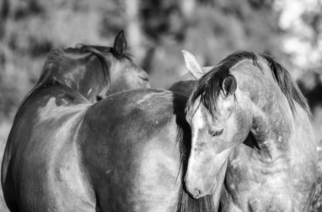 “Abrazo” — Serie Campo Argentino — Victoria de Souza