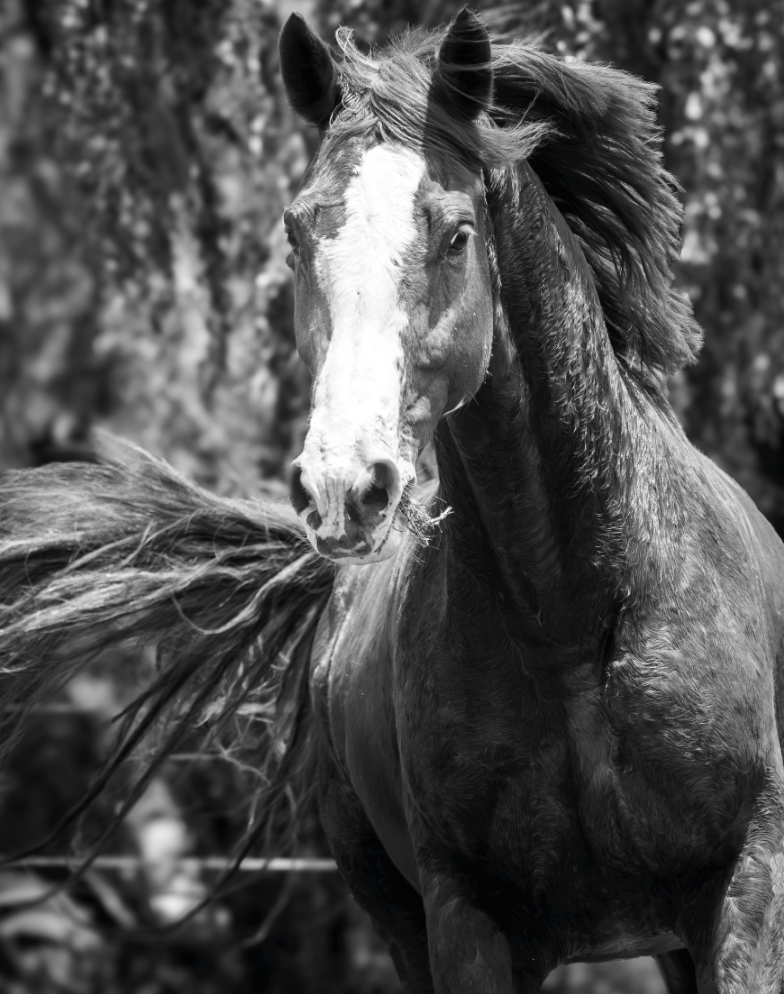 “Alma Criolla” — Serie Campo Argentino — Victoria de Souza
