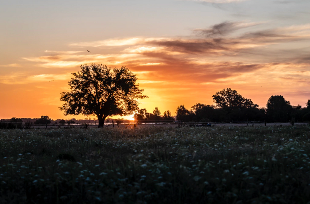 “Atardecer” — Serie Campo Argentino — Victoria de Souza
