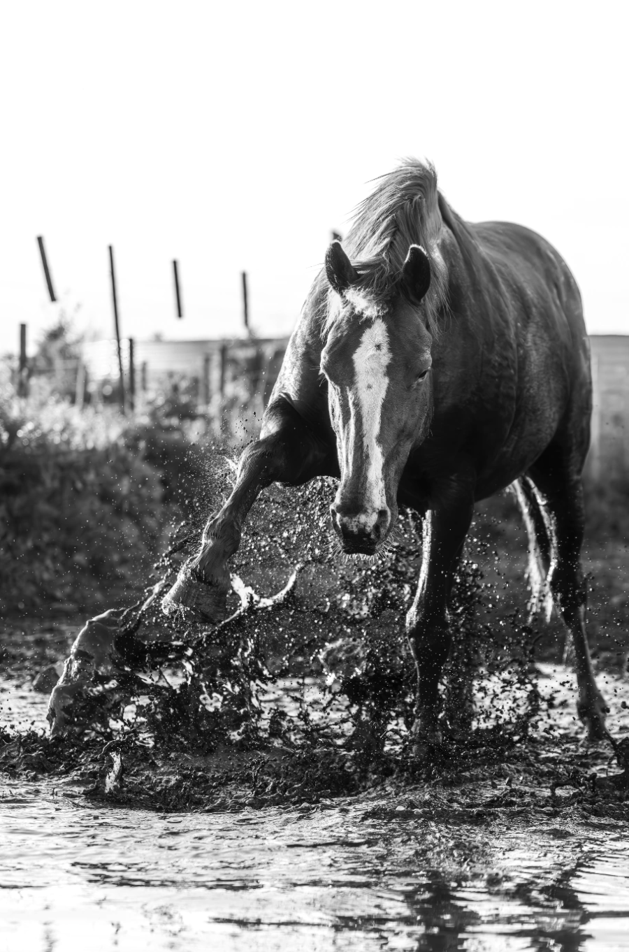 “Brío” — Serie Campo Argentino — Victoria de Souza