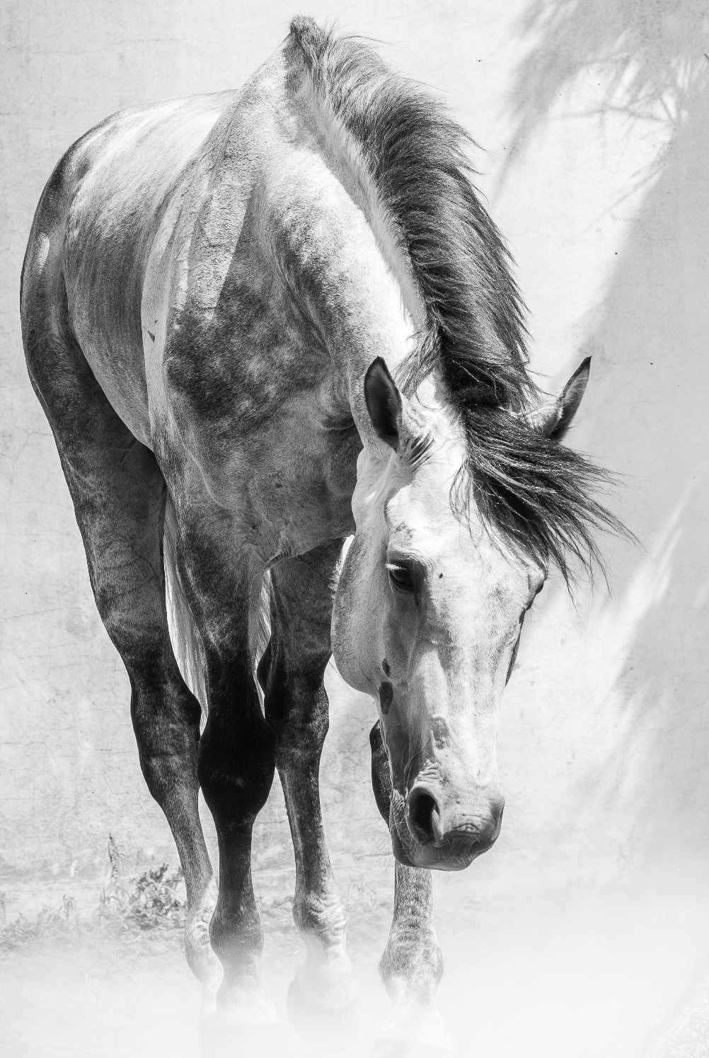 “Cabeza Baja” — Serie Campo Argentino — Victoria de Souza