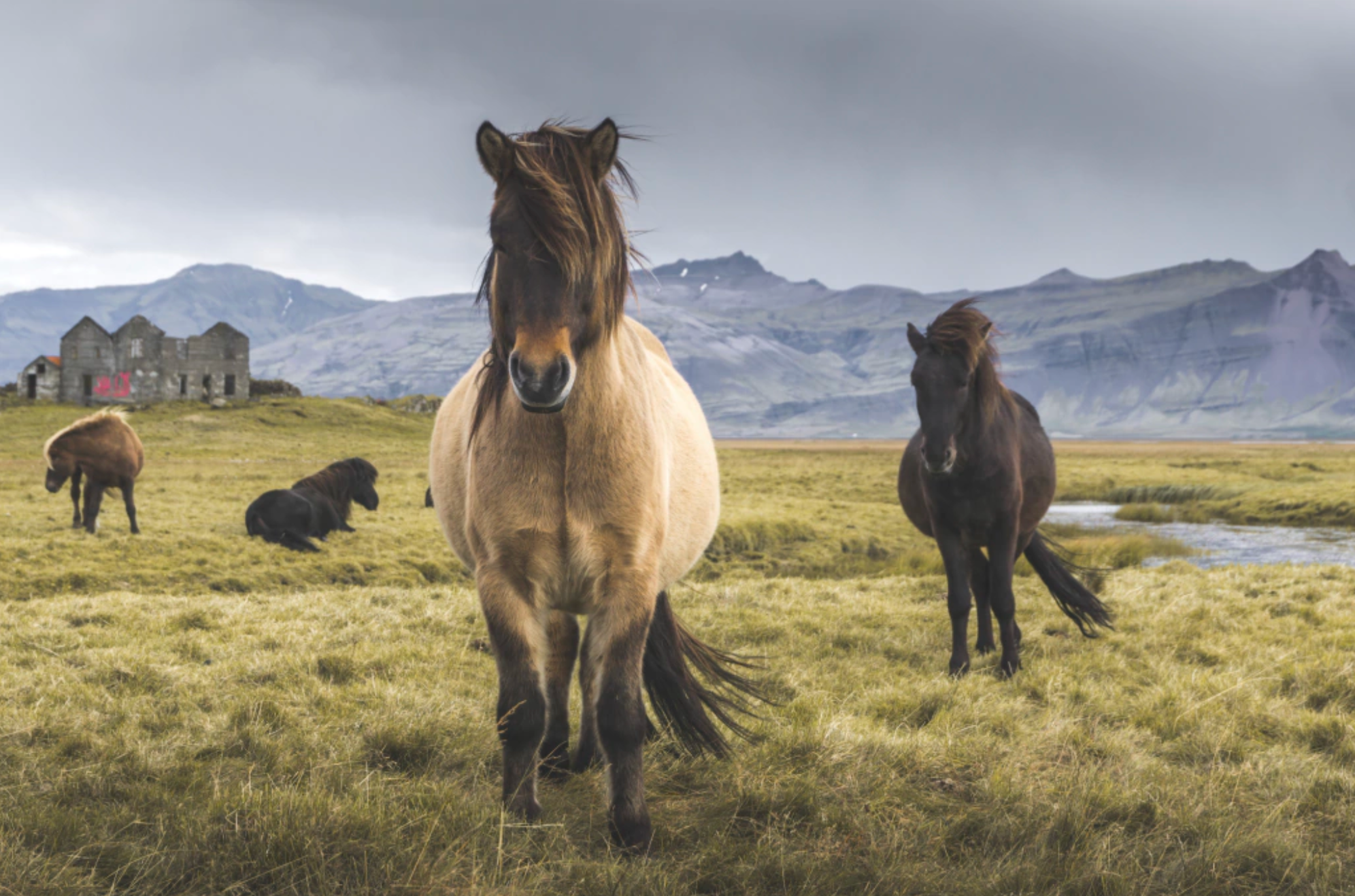 Caballos de Islandia  — Raimundas Puckus