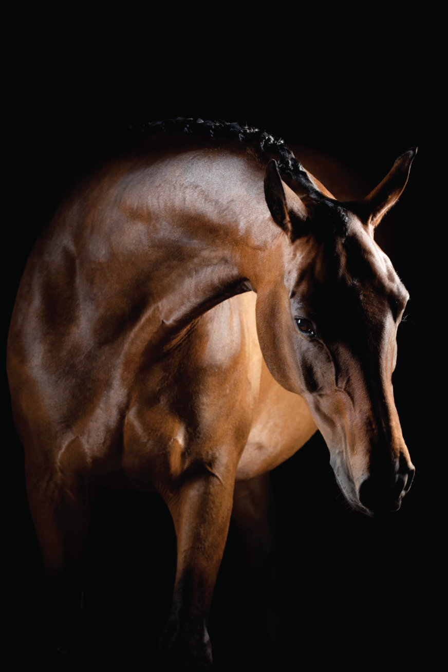Cheval de Lumière — Serie Chevaux — Kristin Viktorsson
