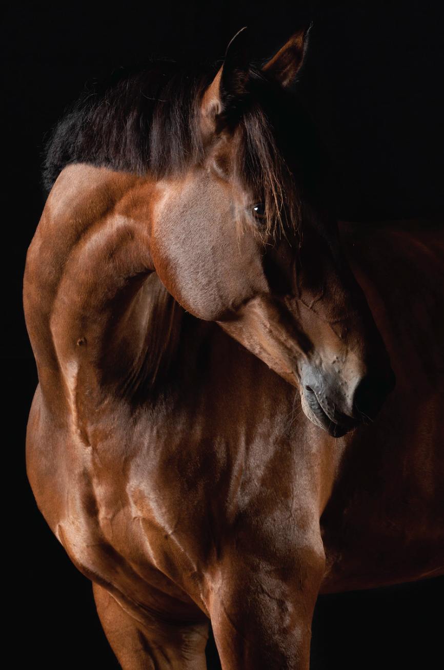 Chevalier Brun — Serie Chevaux — Kristin Viktorsson