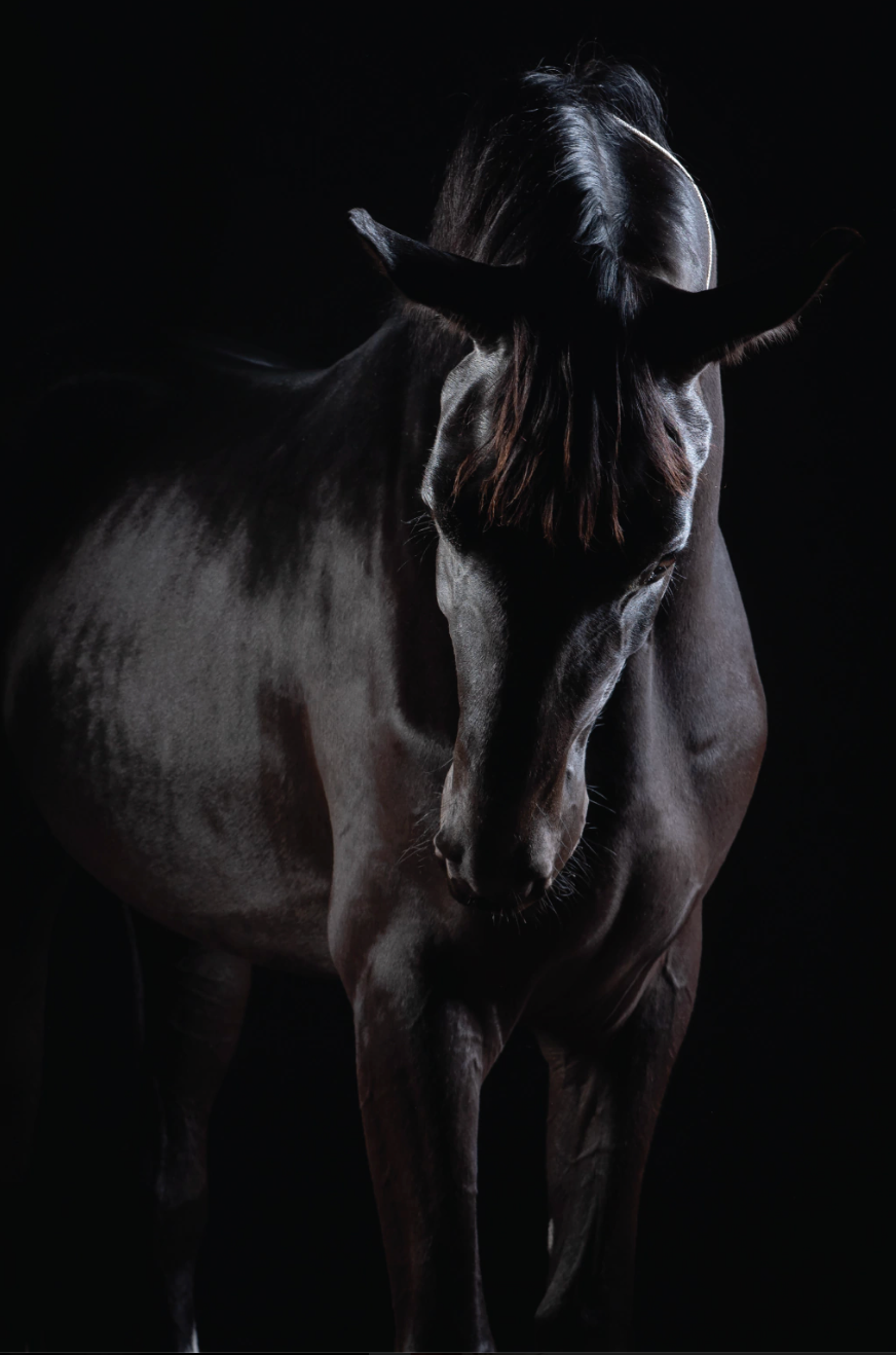 Chevalier Noir — Serie Chevaux — Kristin Viktorsson