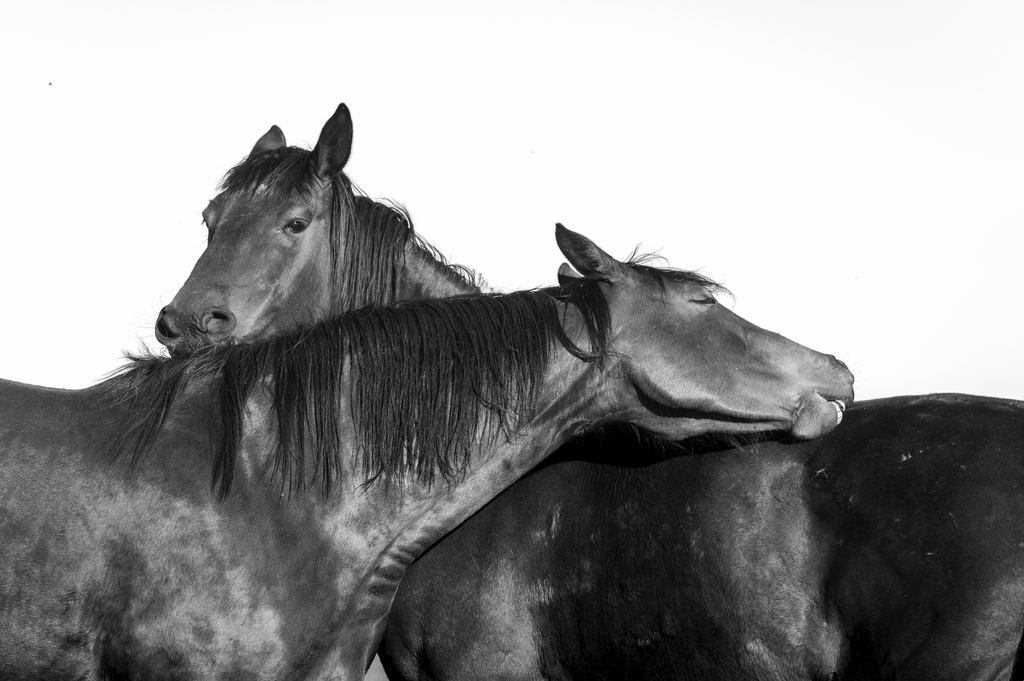 “Confianza” — Serie Campo Argentino — Victoria de Souza