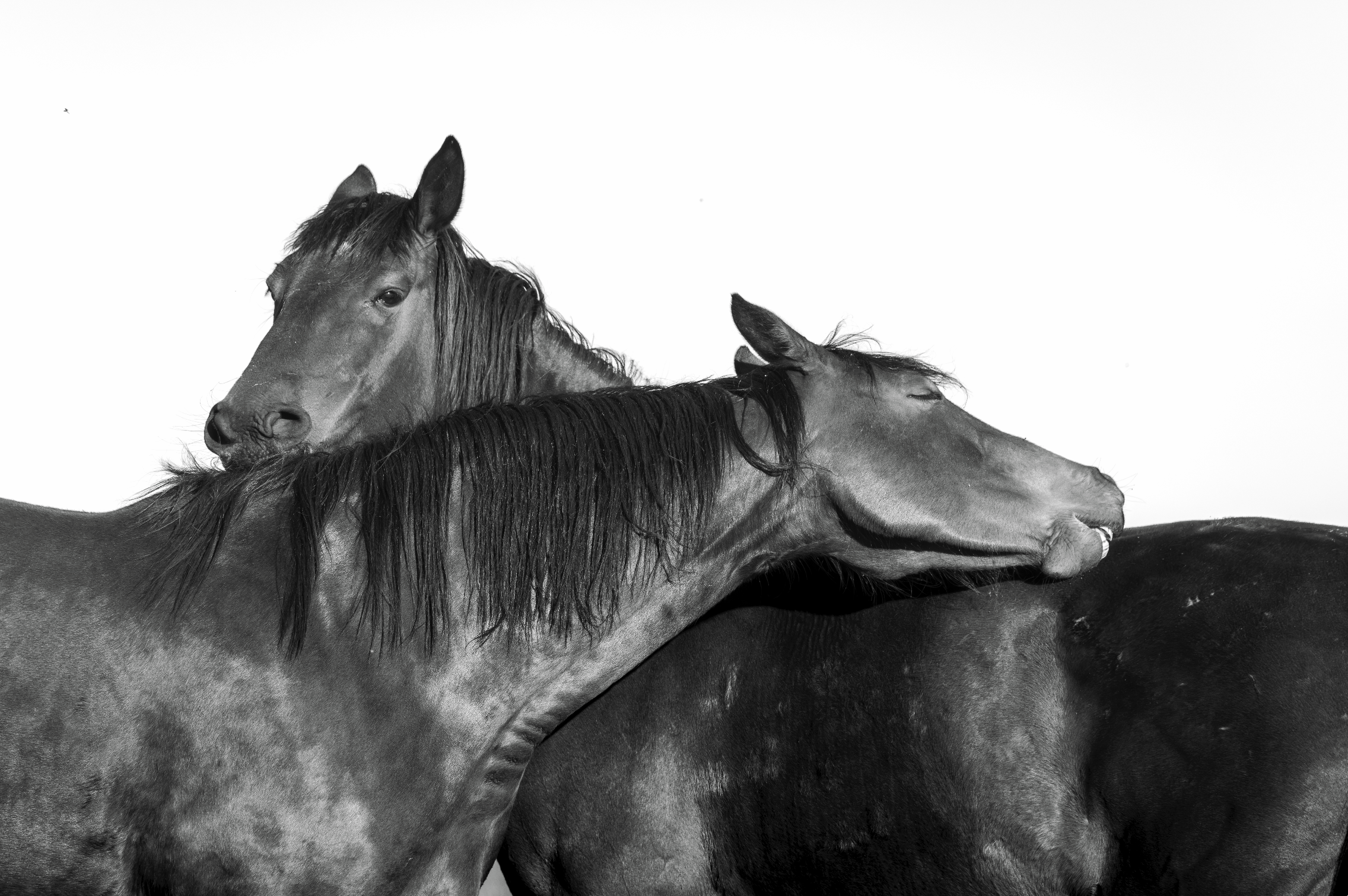 “Confianza” — Serie Campo Argentino — Victoria de Souza