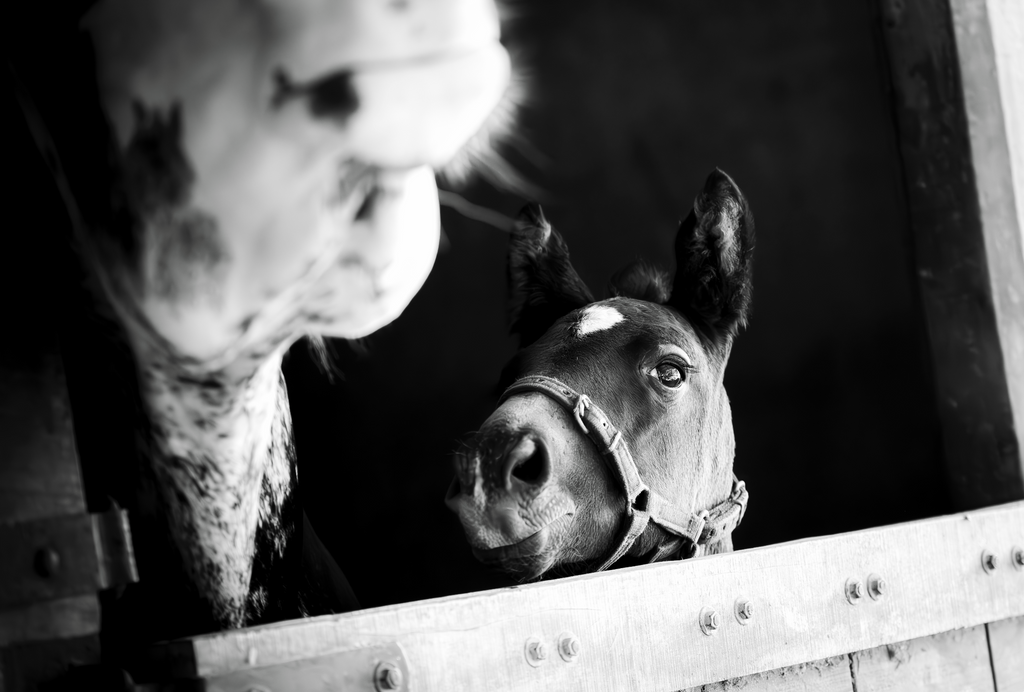 “Desde el Box” — Serie Campo Argentino — Victoria de Souza
