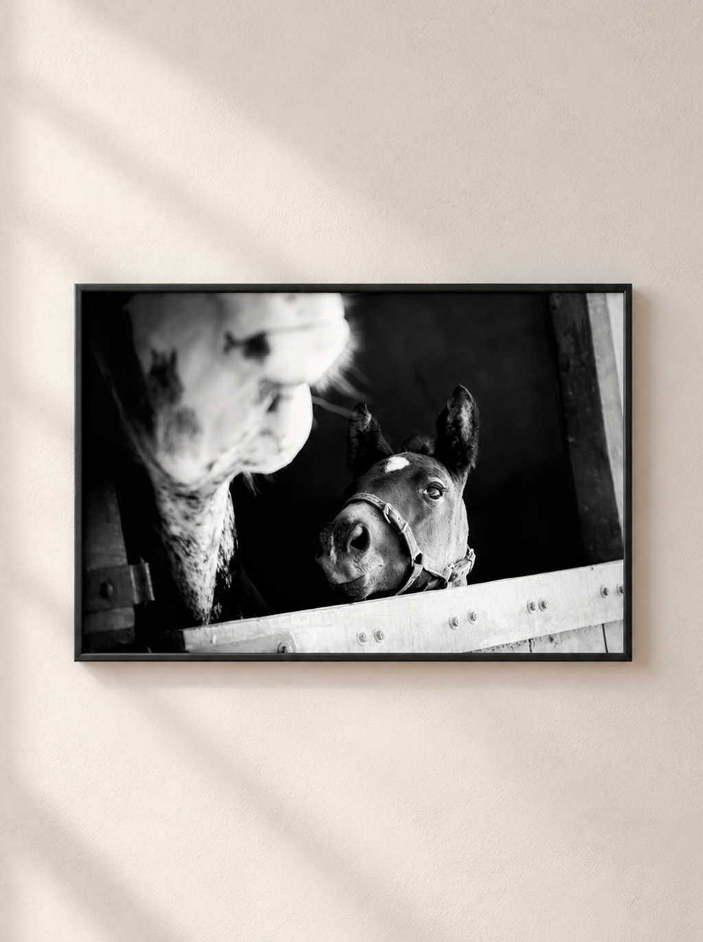 “Desde el Box” — Serie Campo Argentino — Victoria de Souza
