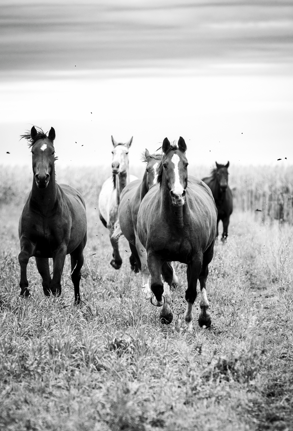 “El Encuentro” — Serie Campo Argentino — Victoria de Souza