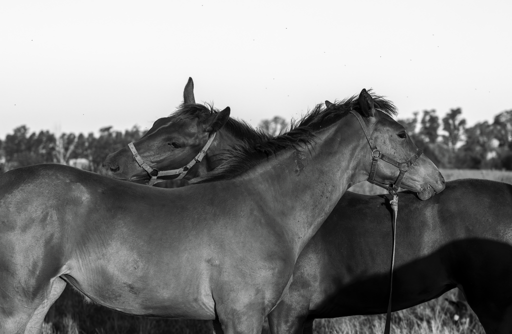 “Entre Nosotros” — Serie Campo Argentino — Victoria de Souza