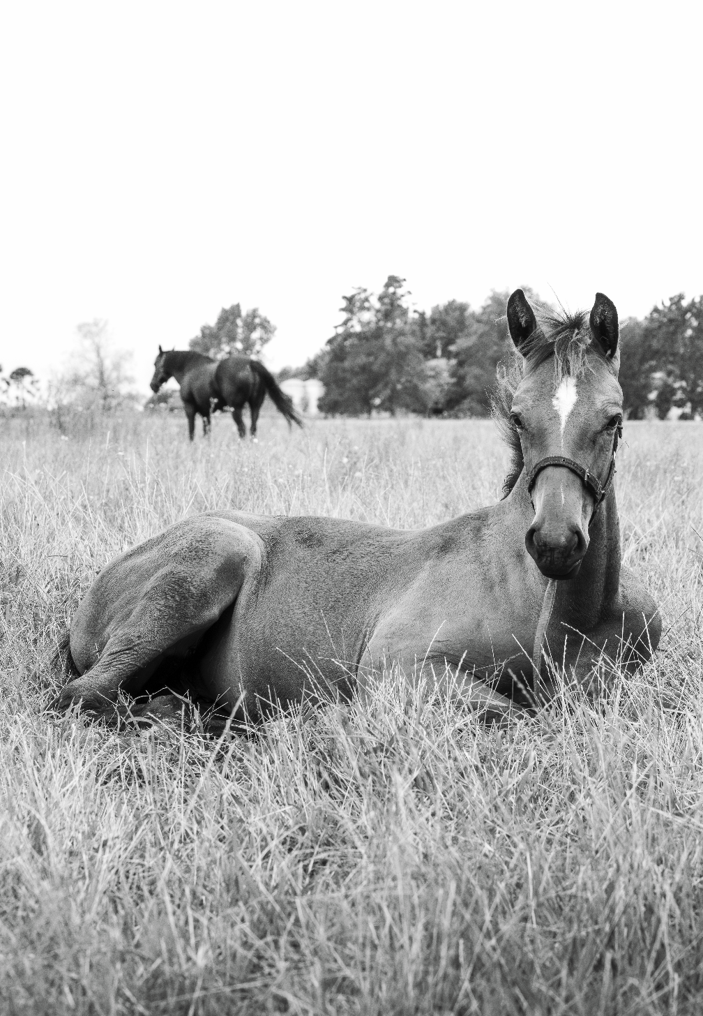 “Entre Pastos” — Serie Campo Argentino — Victoria de Souza