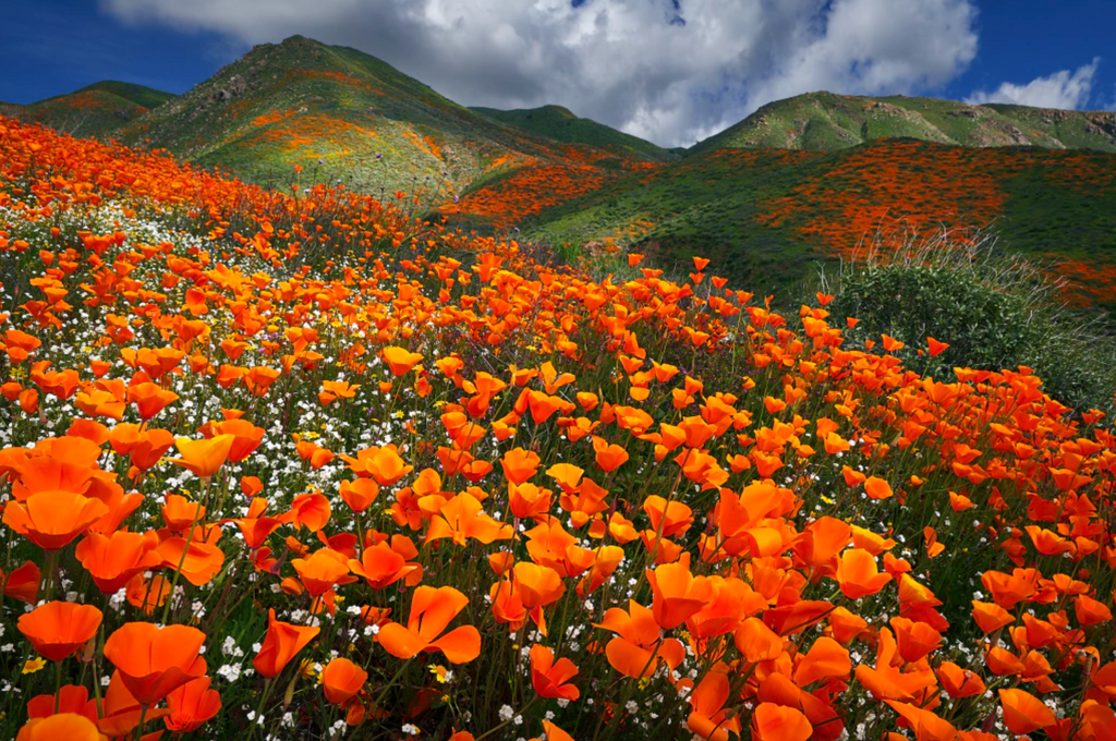 Explosión de Amapolas — Jon Farmer