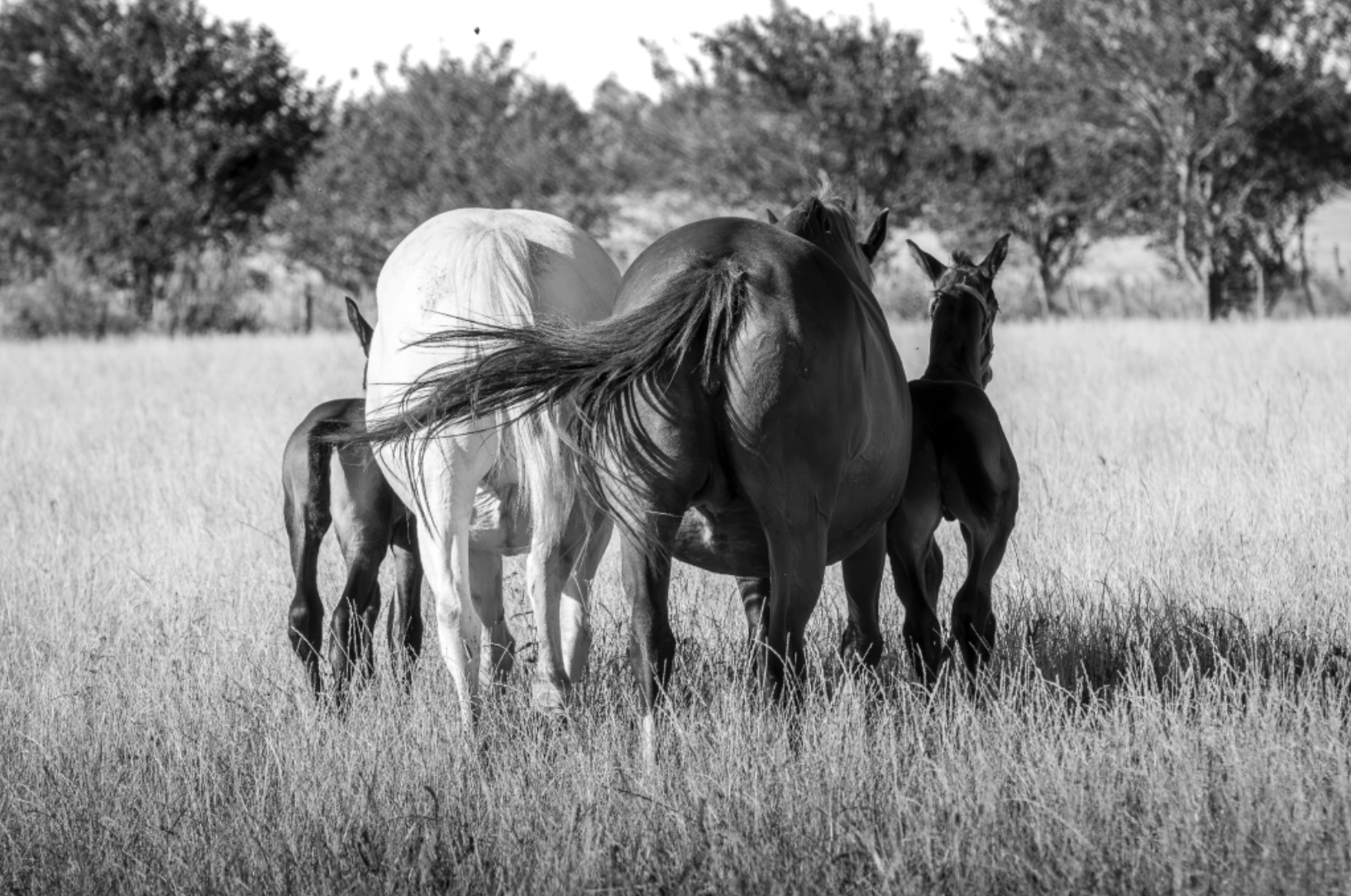“Familia” — Serie Campo Argentino — Victoria de Souza