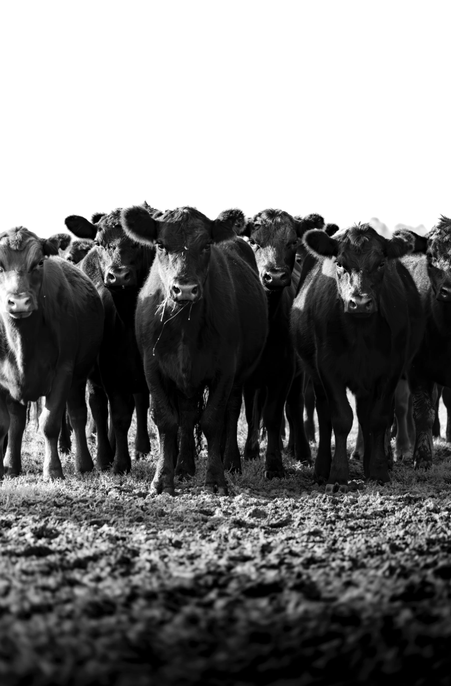 “Frente a Frente” — Serie Campo Argentino — Victoria de Souza