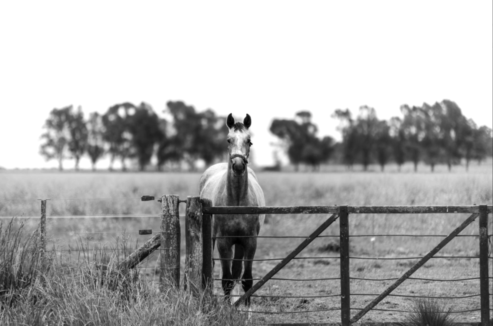 “Guardia Mansa” — Serie Campo Argentino — Victoria de Souza