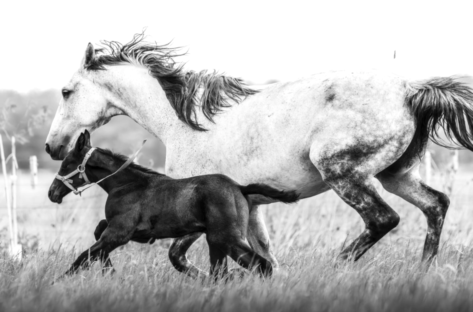 “Herencia” — Serie Campo Argentino — Victoria de Souza