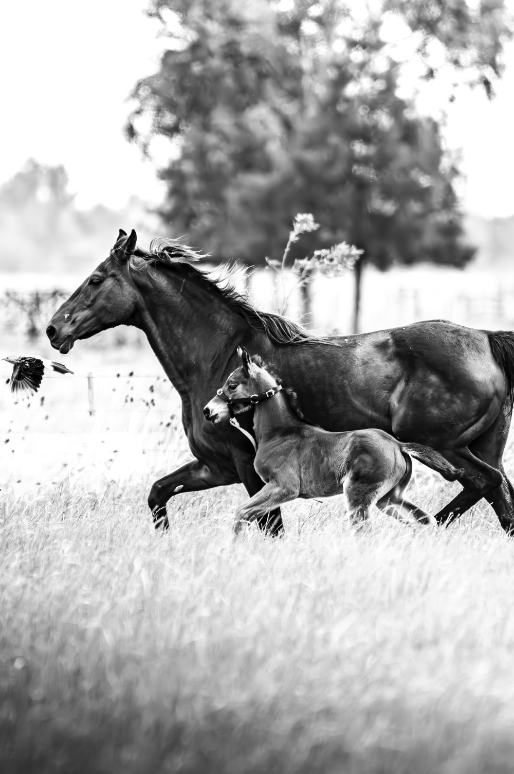“Junto a Ella” — Serie Campo Argentino — Victoria de Souza