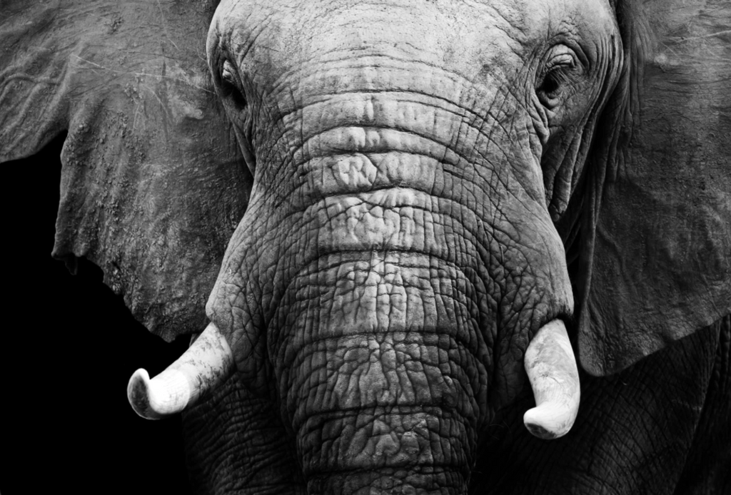 “Memoria Viva” — Serie Fuerza Animal — Thomas Armeli