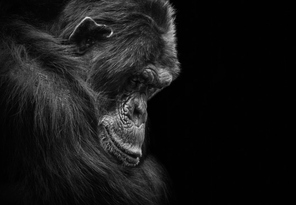 “Reflexión Primal” — Serie Fuerza Animal — Thomas Armeli