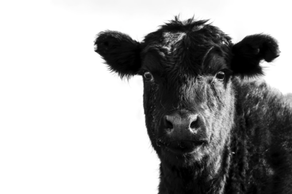 “Retrato Rural” — Serie Campo Argentino — Victoria de Souza