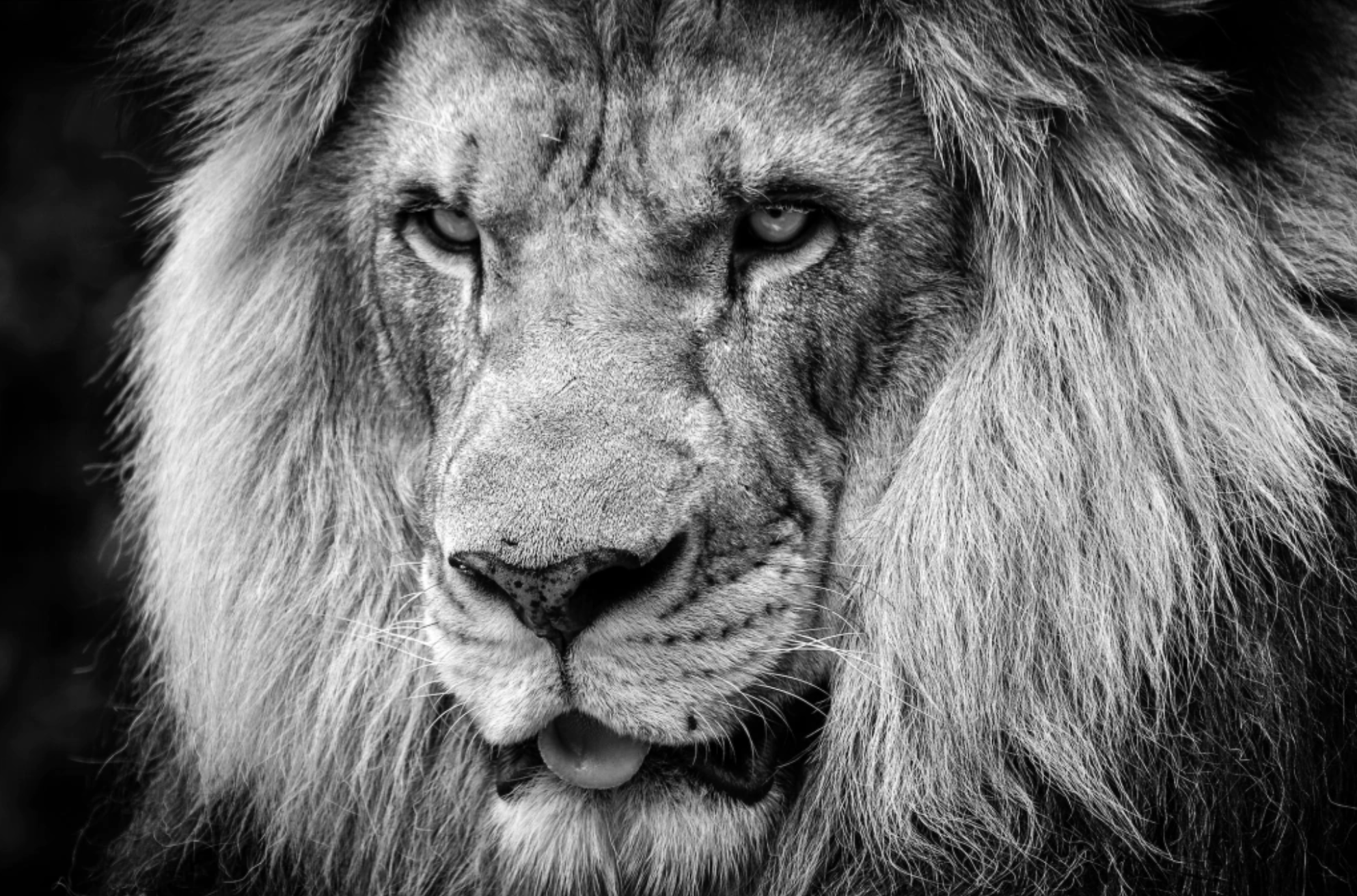 “Rey sin Ruido” — Serie Fuerza Animal — Thomas Armeli