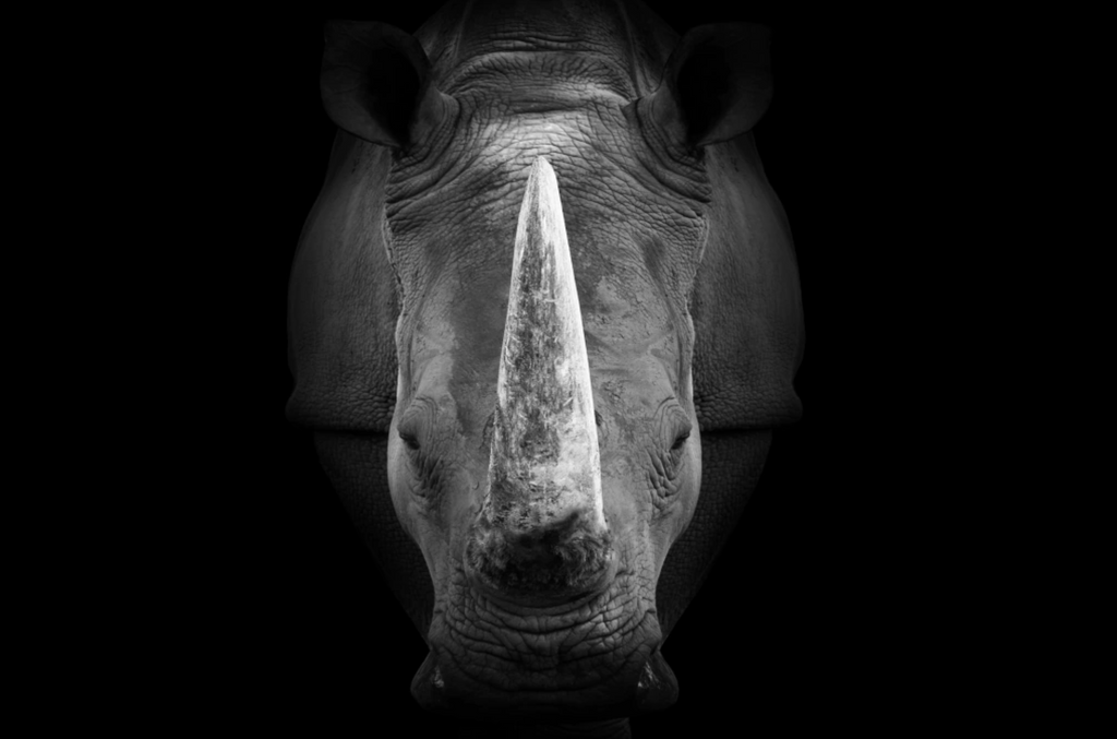 “Silencio Blindado” — Serie Fuerza Animal — Thomas Armeli
