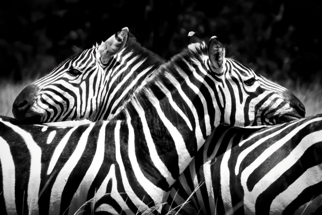 “Simetría Salvaje” — Serie Fuerza Animal — Thomas Armeli