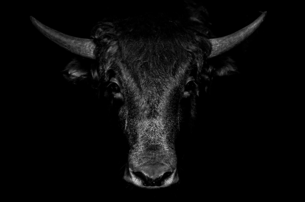 “Sombra del Búfalo” — Serie Fuerza Animal — Thomas Armeli