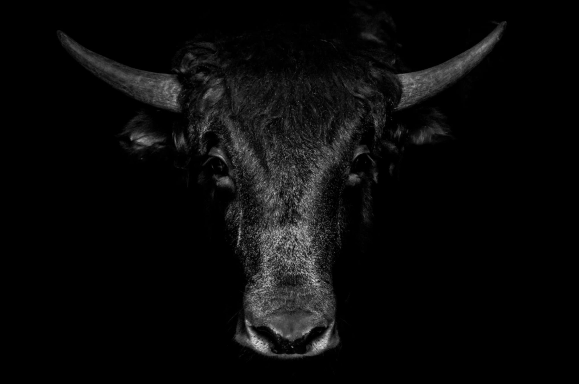 “Sombra del Búfalo” — Serie Fuerza Animal — Thomas Armeli