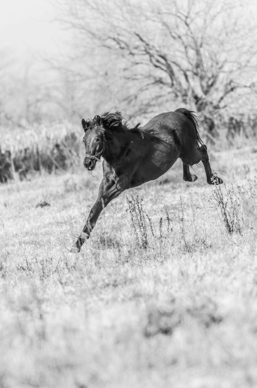 “Vida” — Serie Campo Argentino — Victoria de Souza