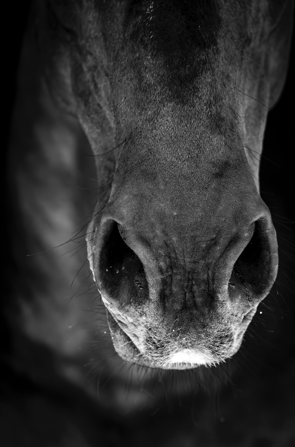 “Aliento” — Serie Campo Argentino — Victoria de Souza