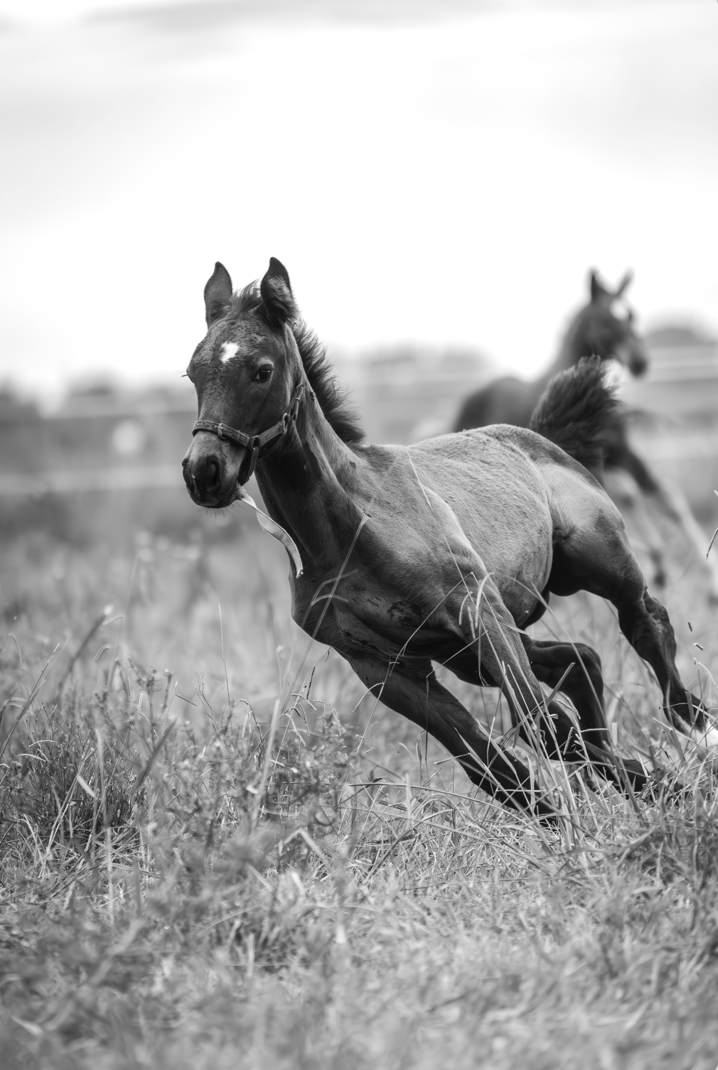 “Primer Galope” — Serie Campo Argentino — Victoria de Souza