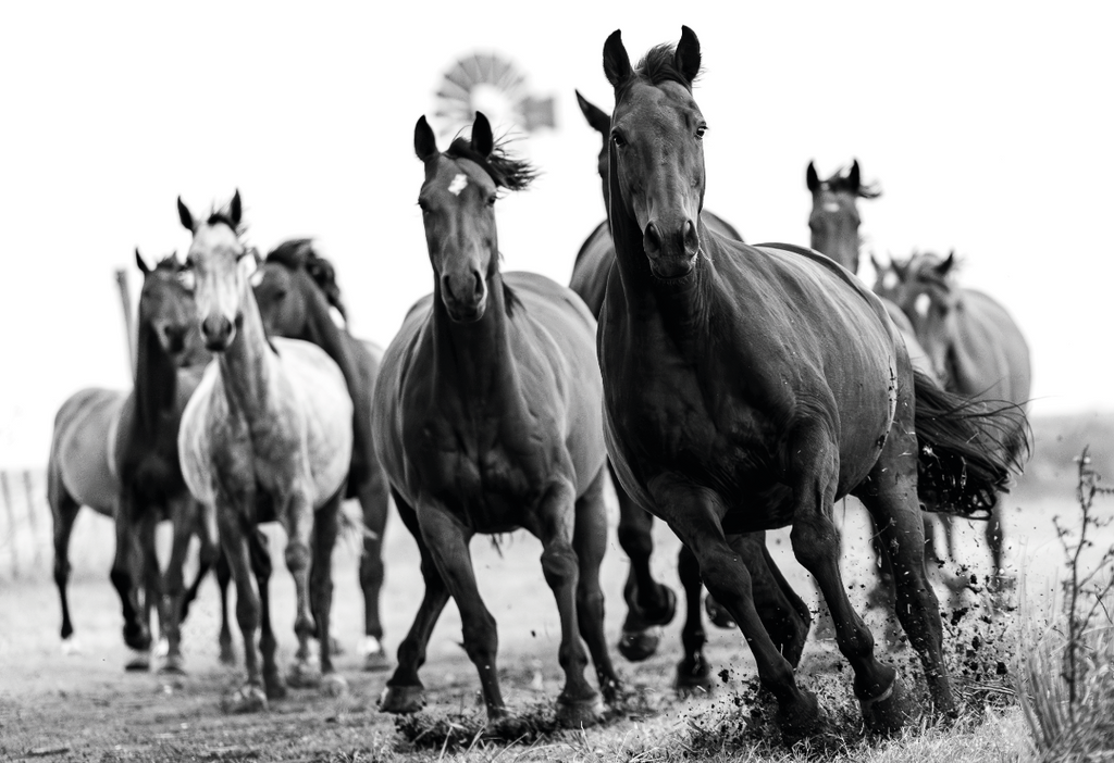 “Pulso de la Tierra” — Serie Campo Argentino — Victoria de Souza
