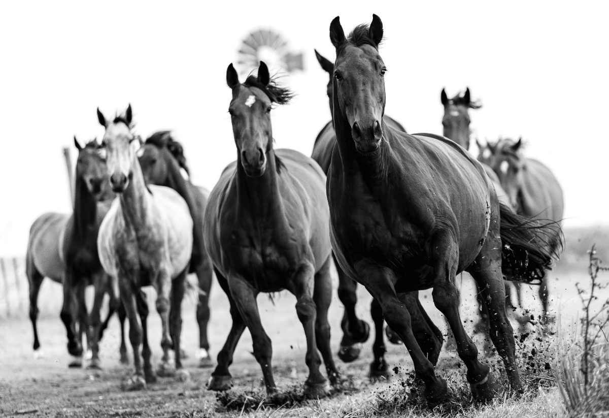 “Pulso de la Tierra” — Serie Campo Argentino — Victoria de Souza