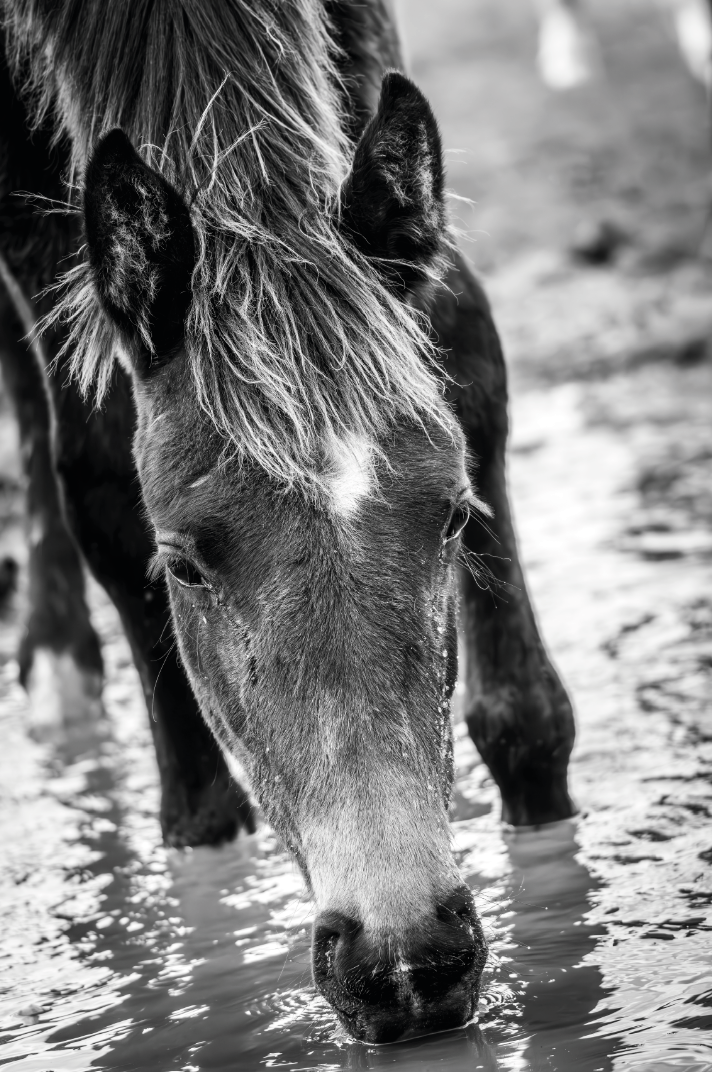 “Agua Mansa” — Serie Campo Argentino — Victoria de Souza