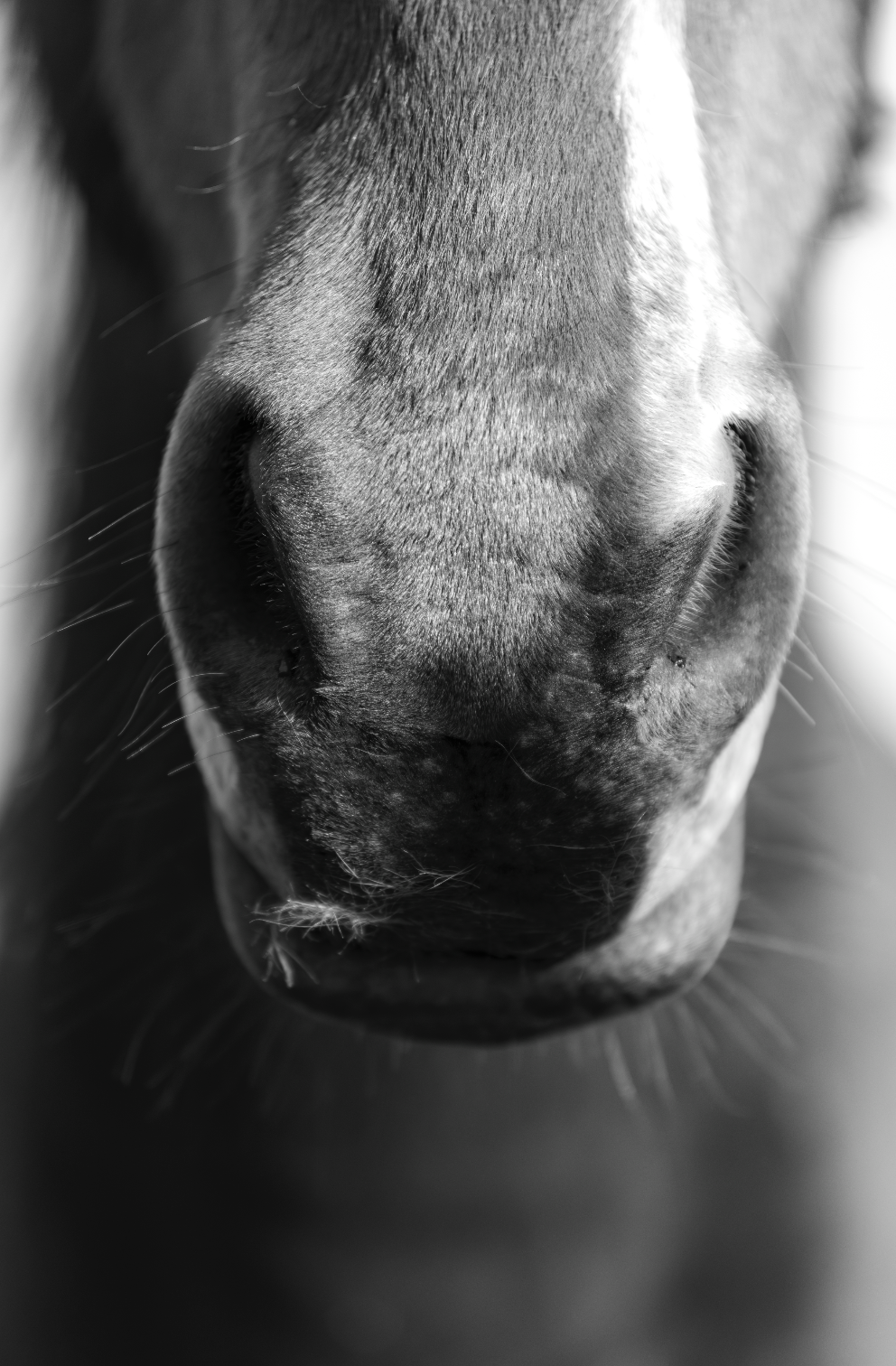 “Cercanía” — Serie Campo Argentino — Victoria de Souza