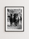 “La Tropa” — Serie Campo Argentino — Victoria de Souza