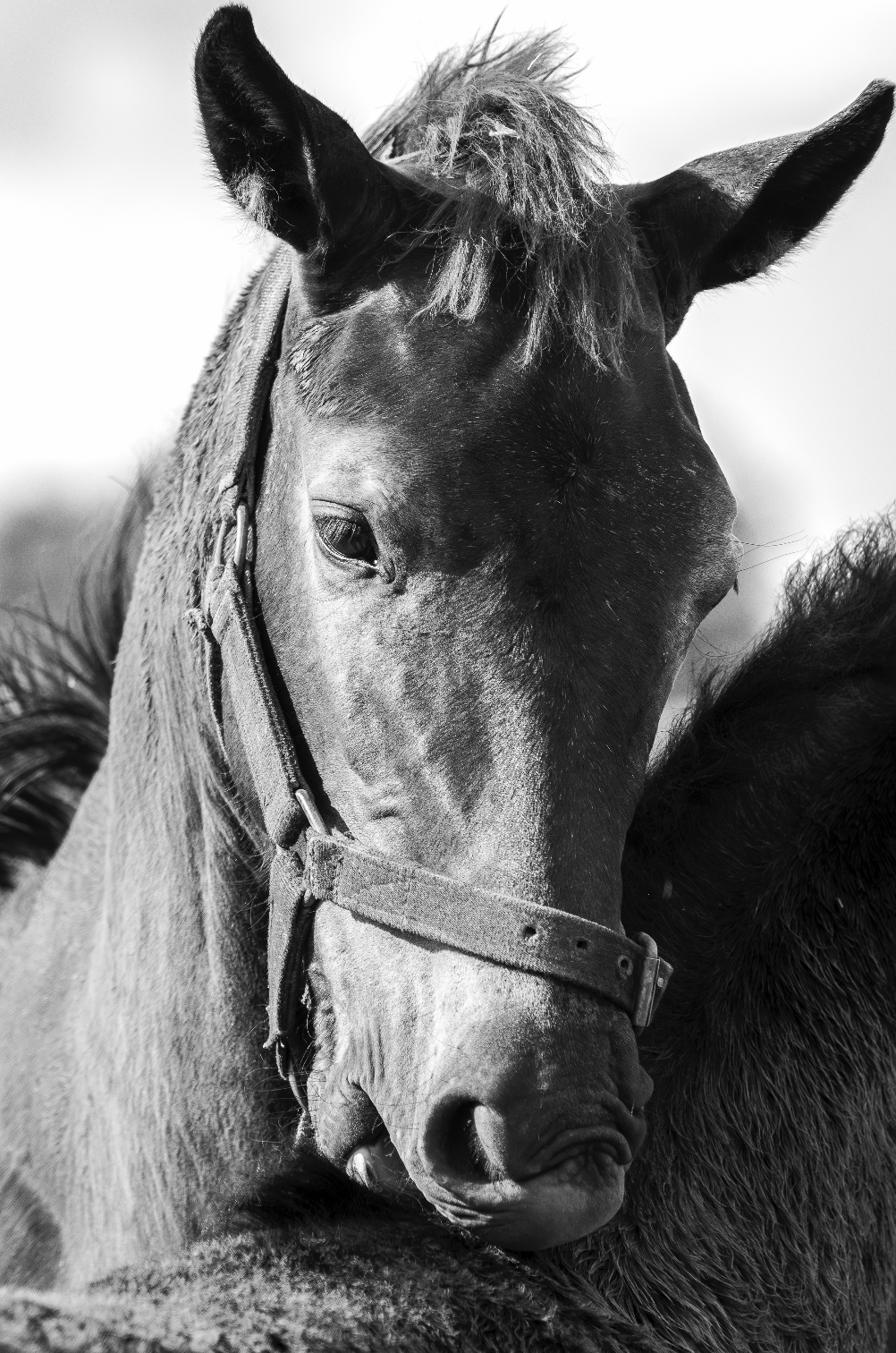 “Mirada Noble” — Serie Campo Argentino — Victoria de Souza