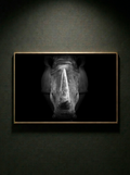 “Silencio Blindado” — Serie Fuerza Animal — Thomas Armeli